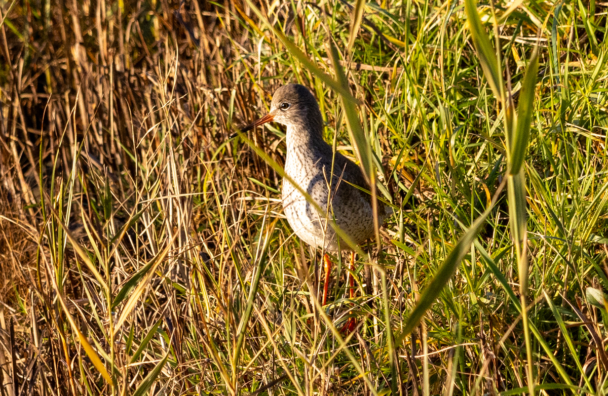 Red Shank